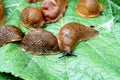 Lots of Spanish slug arion vulgaris on the green leaves in the garden. Closeup of garden slug arion rufus. Royalty Free Stock Photo