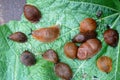Lots of Spanish slug arion vulgaris on the green leaves in the garden. Closeup of garden slug arion rufus. Royalty Free Stock Photo