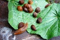 Lots of Spanish slug arion vulgaris on the green leaves in the garden. Closeup of garden slug arion rufus. Royalty Free Stock Photo