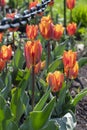 Lots of spring blooming red and yellow tulips. Bright color beautiful spring flowers.