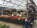 Lots of spring flowers on shelves for sale