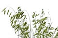 Lots of stalks of wild meadow grass rye brome close-up isolated on a white background. Green spikelets of the Bromus secalinus Royalty Free Stock Photo