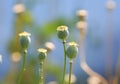 Lots of stems and fruits of poppy flower plant grow in a gentle Royalty Free Stock Photo