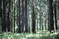 Lots of strait wild trees background fine art high quality prints products fifty megapixels Absberg forest