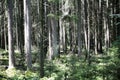 Lots of strait wild trees background fine art high quality prints products fifty megapixels Absberg forest