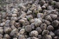 Lots of sugar beets on a heap after harvest, full frame agriculture background, copy space, selected focus, very narrow depth of