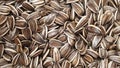 Lots of sunflower seeds close up for background Royalty Free Stock Photo