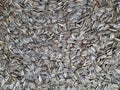 Lots of sunflower seeds Royalty Free Stock Photo