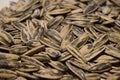 Lots of sunflower seeds toasted water salt Royalty Free Stock Photo