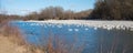 Lots of swans at blue Isar river, munich Royalty Free Stock Photo