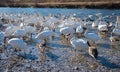 Lots of swans and canada gooses at riverside Isar river munich Royalty Free Stock Photo