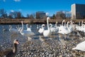 Lots of swans and gooses at riverside Isar river munich Royalty Free Stock Photo