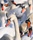 Lots of swans. Group portrait of graceful birds in the winter