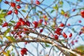 Lots of Sweet briar and blue sky Royalty Free Stock Photo