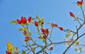 Lots of Sweet briar and blue sky Royalty Free Stock Photo