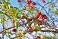 Lots of Sweet briar and blue sky Royalty Free Stock Photo