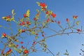 Lots of Sweet briar and blue sky Royalty Free Stock Photo