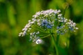 Lots of tiny white florets... Royalty Free Stock Photo