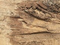 Lots tire track on dirty soil ground for abstract background Royalty Free Stock Photo