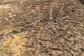 lots tire track on soil for background