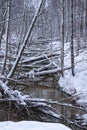 Lots of tree trunks fallen by beaver over water stream