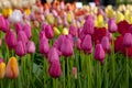 Lots of tulip flowers - spring background