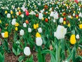 Lots of spring tulips of different colors beautiful flowers Royalty Free Stock Photo