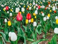 Lots of spring tulips of different colors beautiful flowers Royalty Free Stock Photo