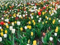 Lots of spring tulips of different colors beautiful flowers Royalty Free Stock Photo