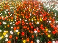 Lots of spring tulips of different colors beautiful flowers Royalty Free Stock Photo