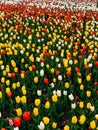 Lots of spring tulips of different colors beautiful flowers Royalty Free Stock Photo