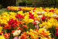 Lots of tulips in different colors in a botanical garden Royalty Free Stock Photo