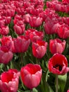 Lots of pink tulips in a flower bed in the park Flowers Royalty Free Stock Photo
