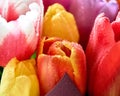 tulips with water drops are a close bouquet for the holiday on March 8