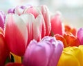 tulips with water drops are a close bouquet for the holiday on March 8