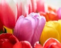 tulips with water drops are a close bouquet for the holiday on March 8