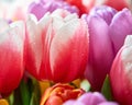 tulips with water drops are a close bouquet for the holiday on March 8