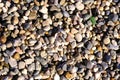 Lots of various pebbles, seashore