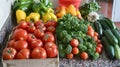 Lots of vegetables on the kitchen table. Tomatoes, cucumbers, herbs, zucchini, peppers. Royalty Free Stock Photo