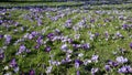 Crocuses blooming in park. Light and dark purple crocuses bloom in spring in the park Hofgarten, Dusseldorf, Germany