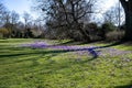 Crocuses blooming in park. Light and dark purple crocuses bloom in spring in park Hofgarten, Dusseldorf, Germany. Flower carpet Royalty Free Stock Photo