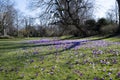 Crocuses blooming in park. Light and dark purple crocuses bloom in spring in park Hofgarten, Dusseldorf, Germany. Flower carpet Royalty Free Stock Photo