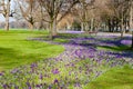 Violet crocuses blooming in Park Hofgarten, Dusseldorf, Germany