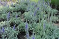 Lots of violet flower spikes of Veronica incana