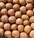 Lots of walnuts. Background of nuts in the shell