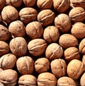 Lots of walnuts. Background of nuts in the shell