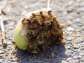 Lots of wasps on an apple on the street Royalty Free Stock Photo