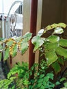 Lots of water drops on Adiantum trapeziforme when it rains at noon. Royalty Free Stock Photo