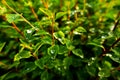 Lots of waterdrops on leaves