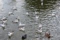 Lots of waterfowl Royalty Free Stock Photo